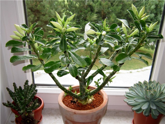 Adenium obesum hibrid